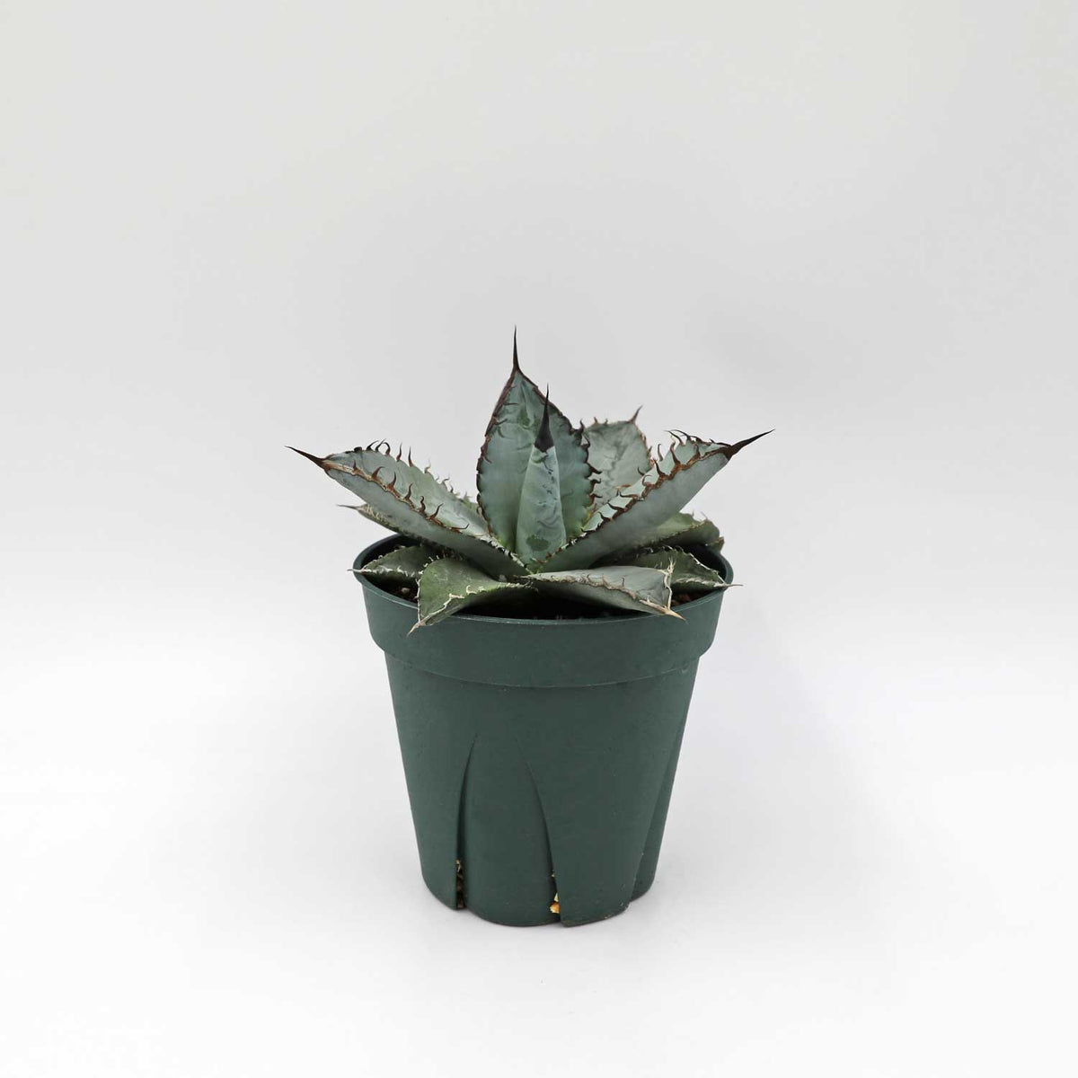 アガベ チタノタ ライオンズメーン Agave titanota Lion