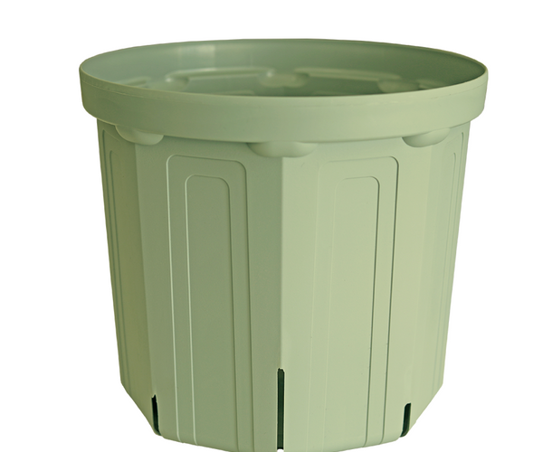 園芸凡人カリメロ君さま。。特大サイズの極上ドウダンツツジ。 園芸凡人カリメロ君さま。。特大サイズの極上ドウダンツツジ。 【公式