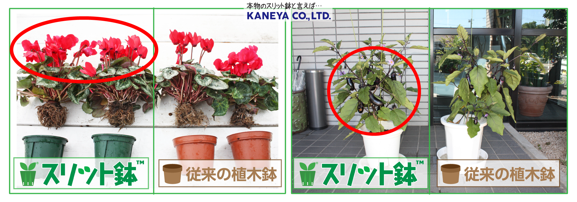 スリット鉢のメリット、花芽が増える