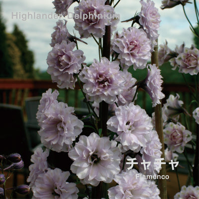 【予約商品】ハイランダー デルフィニウム Highlander® Delphinium 【6号サイズ】【スリット鉢】