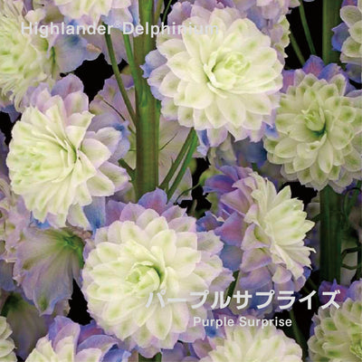 【予約商品】ハイランダー デルフィニウム Highlander® Delphinium 【6号サイズ】【スリット鉢】