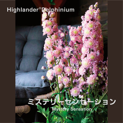 【予約商品】ハイランダー デルフィニウム Highlander® Delphinium 【6号サイズ】【スリット鉢】