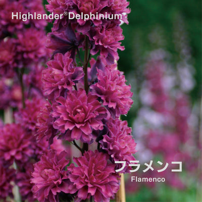 【予約商品】ハイランダー デルフィニウム Highlander® Delphinium 【6号サイズ】【スリット鉢】