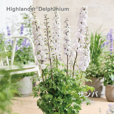 【予約商品】ハイランダー デルフィニウム Highlander® Delphinium 【6号サイズ】【スリット鉢】