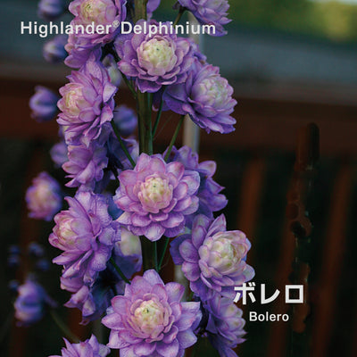【予約商品】ハイランダー デルフィニウム Highlander® Delphinium 【6号サイズ】【スリット鉢】