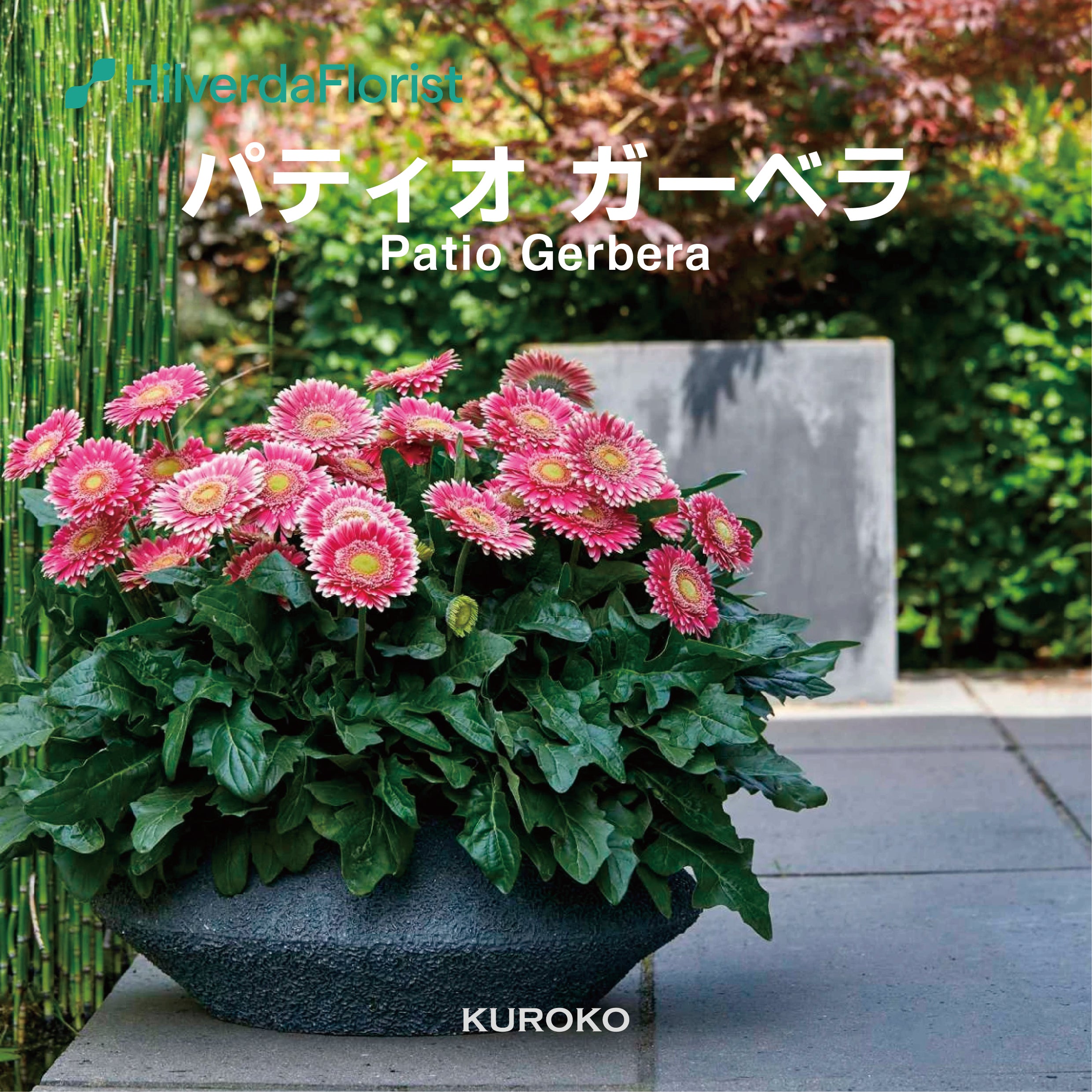 数量限定】大輪 パティオ ガーベラ (Patio Gerbera) 【6号サイズ