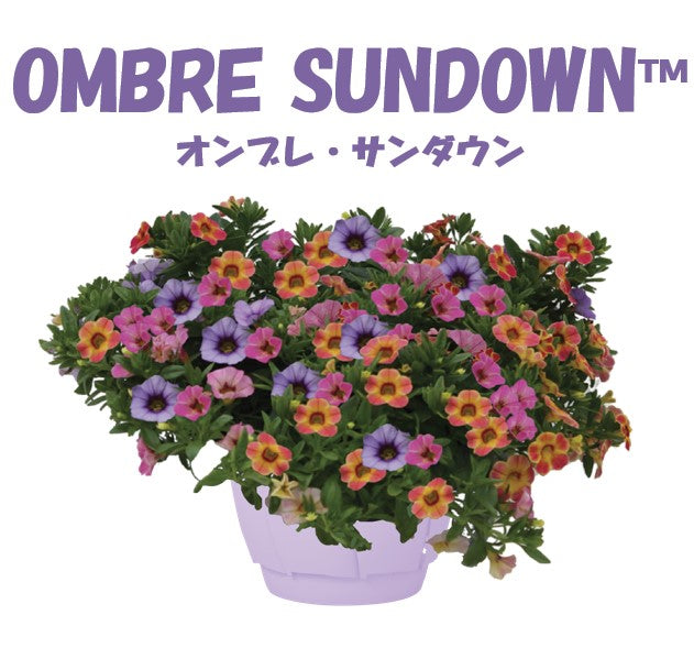 予約販売】カリブラコア寄せ植え【8号サイズ】【底面給水スリット鉢