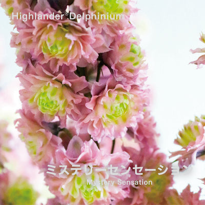 【予約商品】ハイランダー デルフィニウム Highlander® Delphinium 【6号サイズ】【スリット鉢】