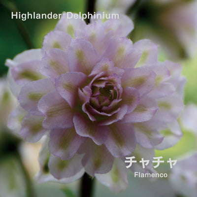 【予約商品】ハイランダー デルフィニウム Highlander® Delphinium 【6号サイズ】【スリット鉢】