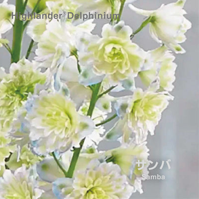 【予約商品】ハイランダー デルフィニウム Highlander® Delphinium 【6号サイズ】【スリット鉢】
