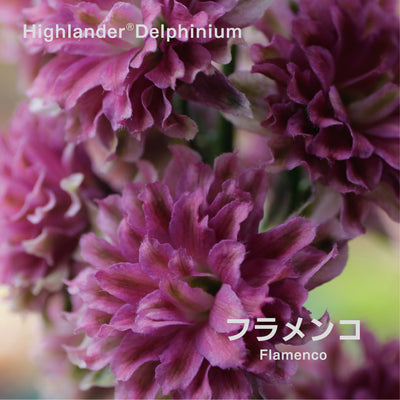 【予約商品】ハイランダー デルフィニウム Highlander® Delphinium 【6号サイズ】【スリット鉢】