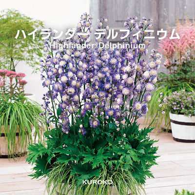 【予約商品】ハイランダー デルフィニウム Highlander® Delphinium 【6号サイズ】【スリット鉢】