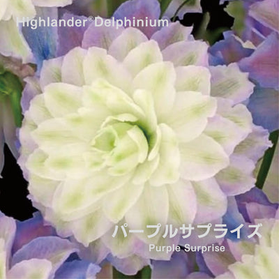 【予約商品】ハイランダー デルフィニウム Highlander® Delphinium 【6号サイズ】【スリット鉢】