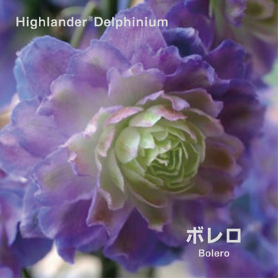 【予約商品】ハイランダー デルフィニウム Highlander® Delphinium 【6号サイズ】【スリット鉢】