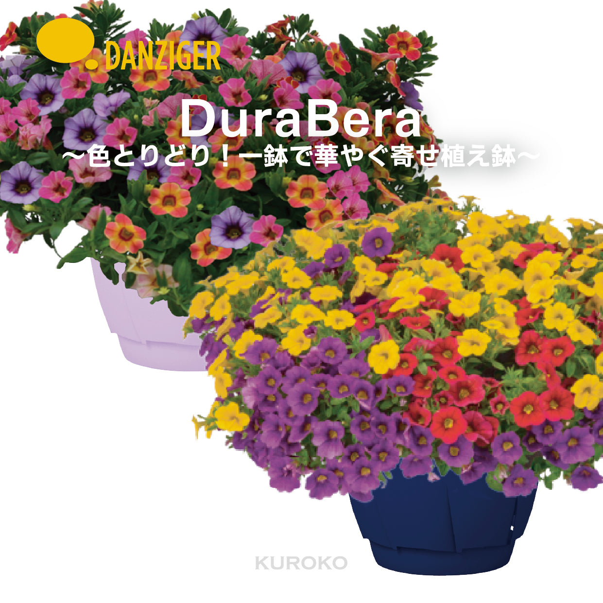 予約販売】カリブラコア寄せ植え【8号サイズ】【底面給水スリット鉢