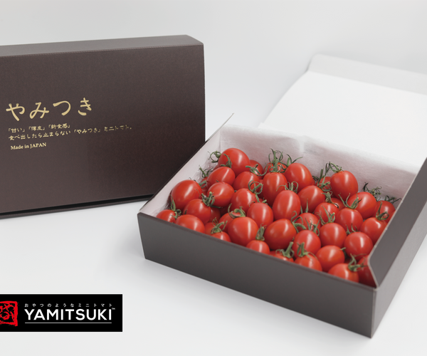 6.png?crop=center&height=500&v