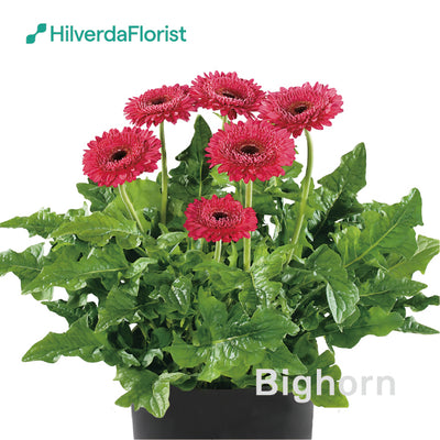 【数量限定】大輪 パティオ ガーベラ (Patio Gerbera) 【6号サイズ】【底面給水】【スリット鉢】