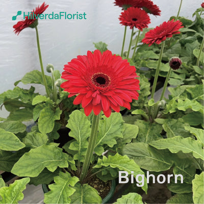 【数量限定】大輪 パティオ ガーベラ (Patio Gerbera) 【6号サイズ】【底面給水】【スリット鉢】
