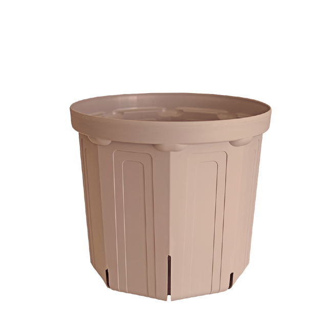 CSM-240（NEW） シェルピンク（8号鉢）（カーメン君カラー）