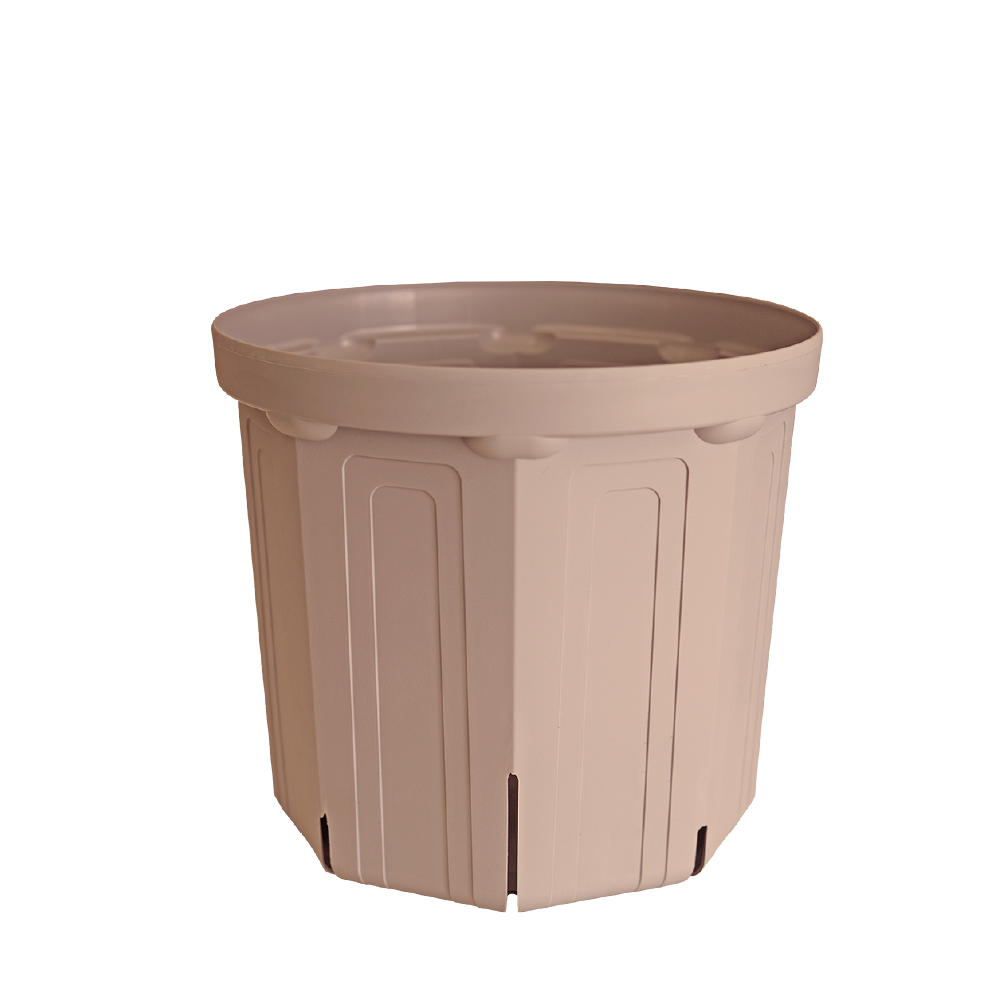CSM-240 シェルピンク(8号鉢)(カーメン君カラー) – KUROKO CSM-240 シェルピンク(8号鉢)(カーメン君カラー) – KUROKO