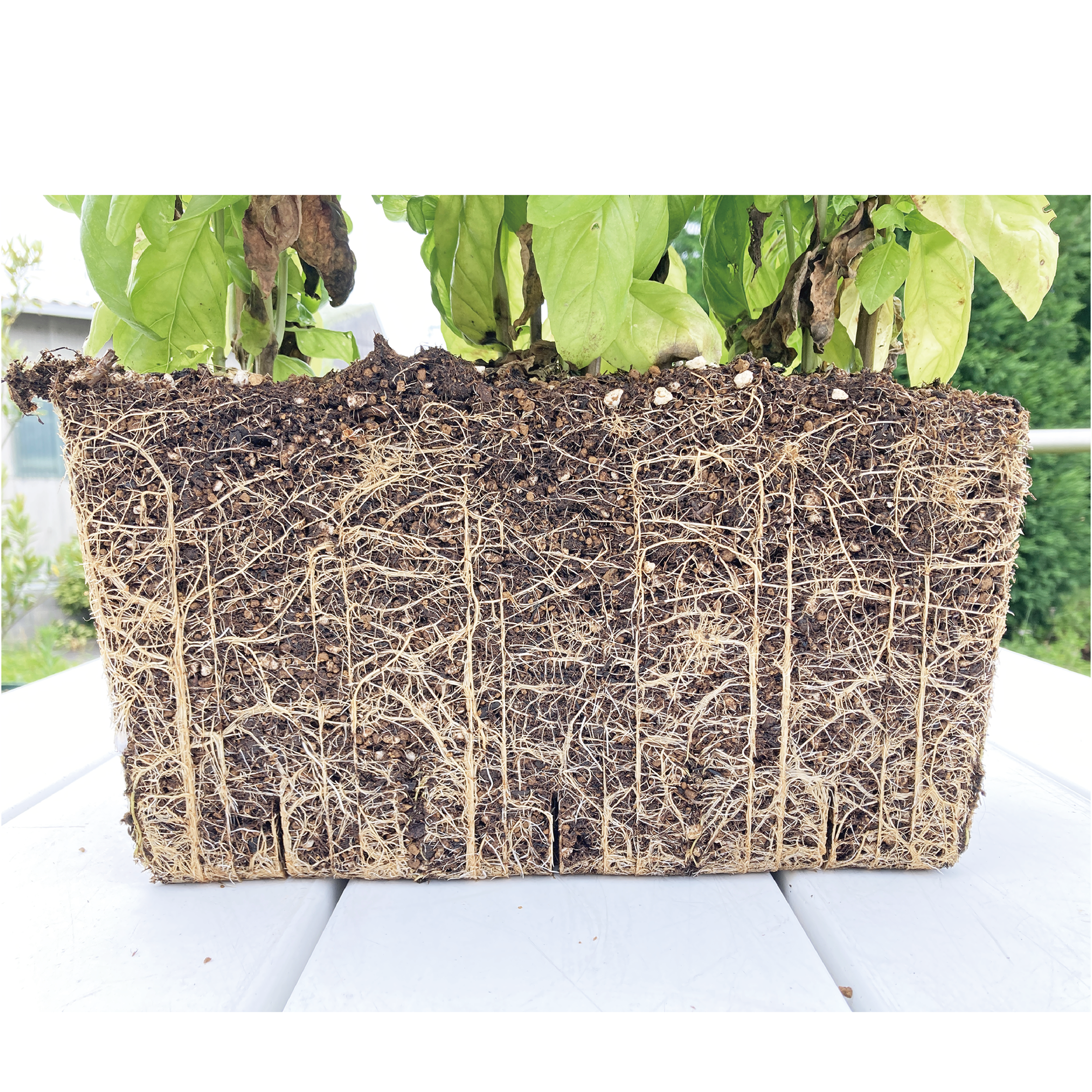 スリット鉢 CSMプランター325型 黒 – KUROKO スリット鉢 CSMプランター325型 黒 – KUROKO