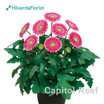 【数量限定】大輪 パティオ ガーベラ (Patio Gerbera) 【6号サイズ】【底面給水】【スリット鉢】