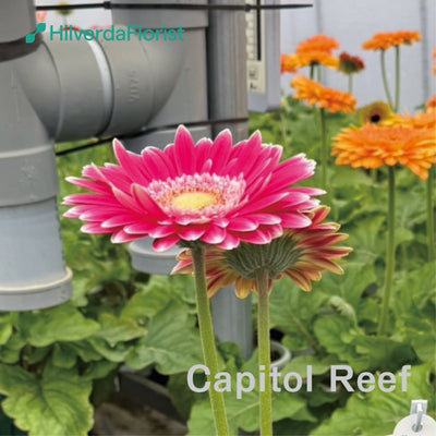 【数量限定】大輪 パティオ ガーベラ (Patio Gerbera) 【6号サイズ】【底面給水】【スリット鉢】