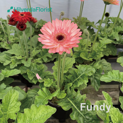 【数量限定】大輪 パティオ ガーベラ (Patio Gerbera) 【6号サイズ】【底面給水】【スリット鉢】