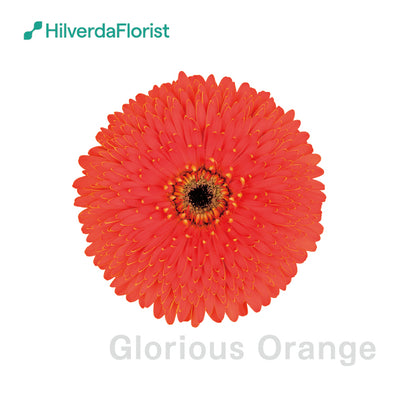 【数量限定】大輪 パティオ ガーベラ (Patio Gerbera) 【6号サイズ】【底面給水】【スリット鉢】