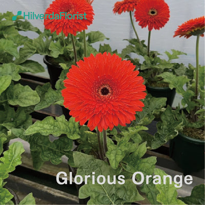 【数量限定】大輪 パティオ ガーベラ (Patio Gerbera) 【6号サイズ】【底面給水】【スリット鉢】