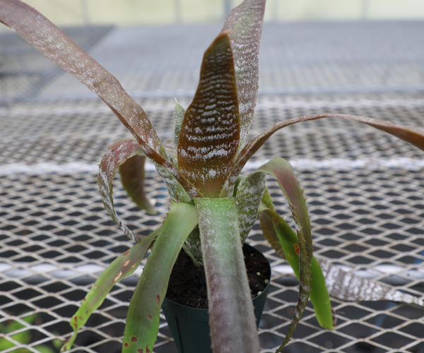 Hohenbergia correia-araujoi〔ホヘンベルギア〕H204 Hohenbergia_correia-araujoi_1.