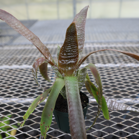 ブロメリア ホヘンベルギア コレイアアラウジョイ BROMELIADS Hohenbergia 'correia-araujoi'【3号サイ |  KUROKO