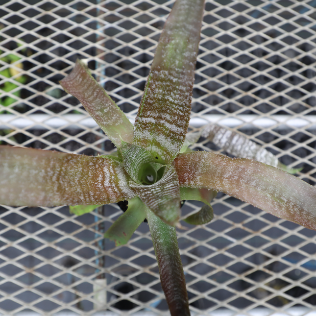 ブロメリア ホヘンベルギア コレイアアラウジョイ BROMELIADS Hohenbergia ‘correia-araujoi’【3号サイズ】【原種】