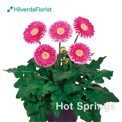 【数量限定】大輪 パティオ ガーベラ (Patio Gerbera) 【6号サイズ】【底面給水】【スリット鉢】