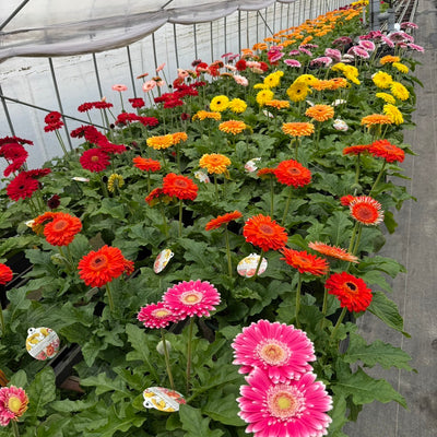 【数量限定】大輪 パティオ ガーベラ (Patio Gerbera) 【6号サイズ】【底面給水】【スリット鉢】