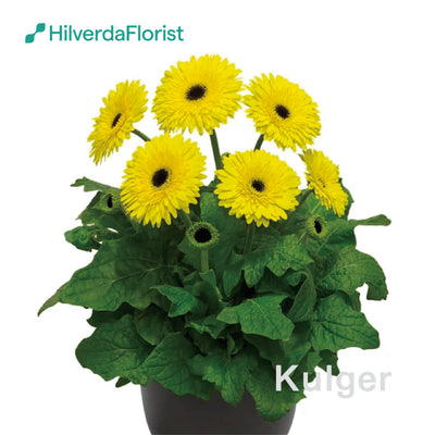 【数量限定】大輪 パティオ ガーベラ (Patio Gerbera) 【6号サイズ】【底面給水】【スリット鉢】