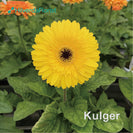 Kulger
