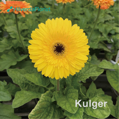 【数量限定】大輪 パティオ ガーベラ (Patio Gerbera) 【6号サイズ】【底面給水】【スリット鉢】
