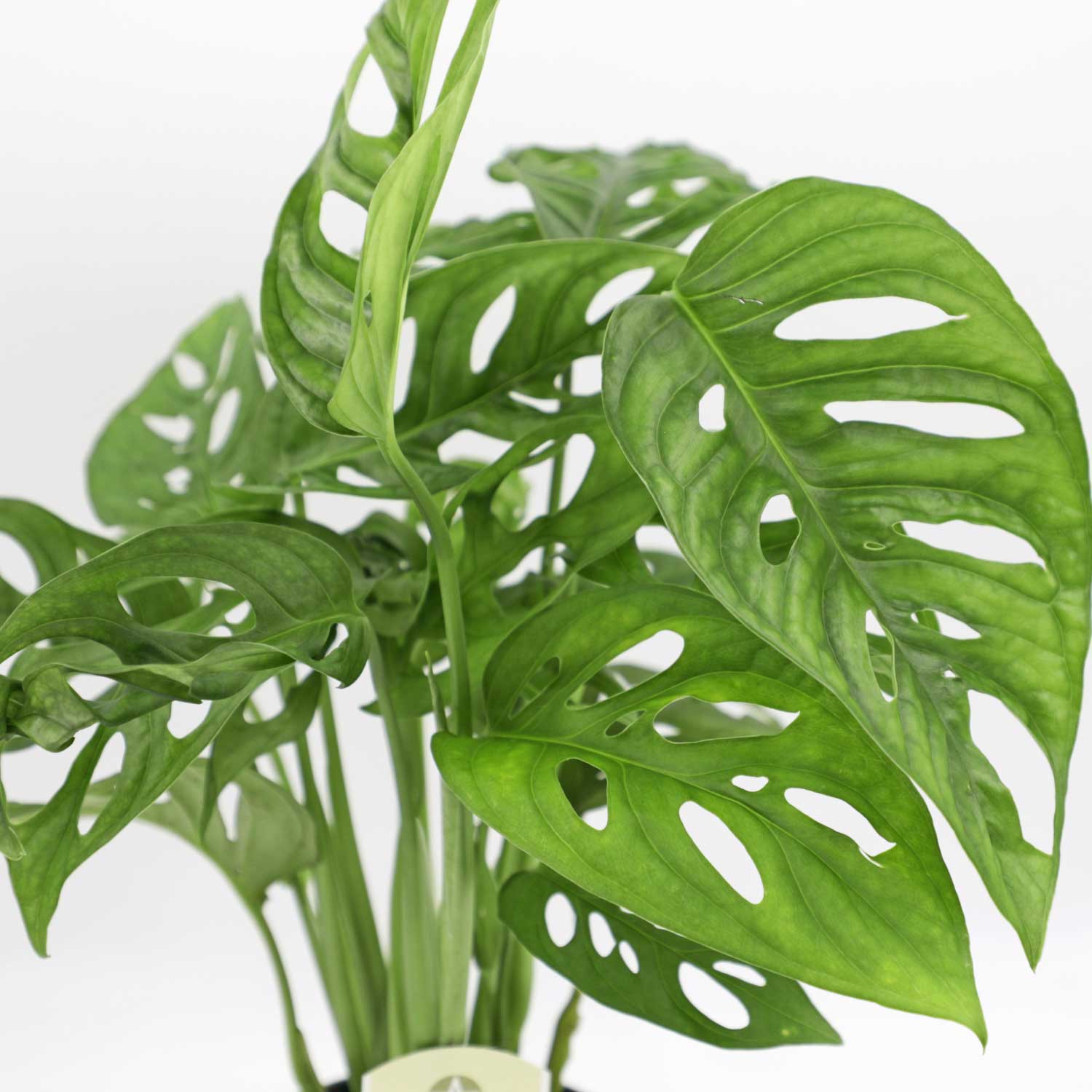 マドカズラ Monstera Friedrichsthalii【3.5号】【本庄園芸さん 