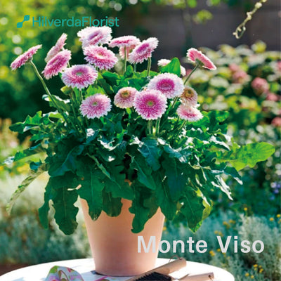 【数量限定】大輪 パティオ ガーベラ (Patio Gerbera) 【6号サイズ】【底面給水】【スリット鉢】