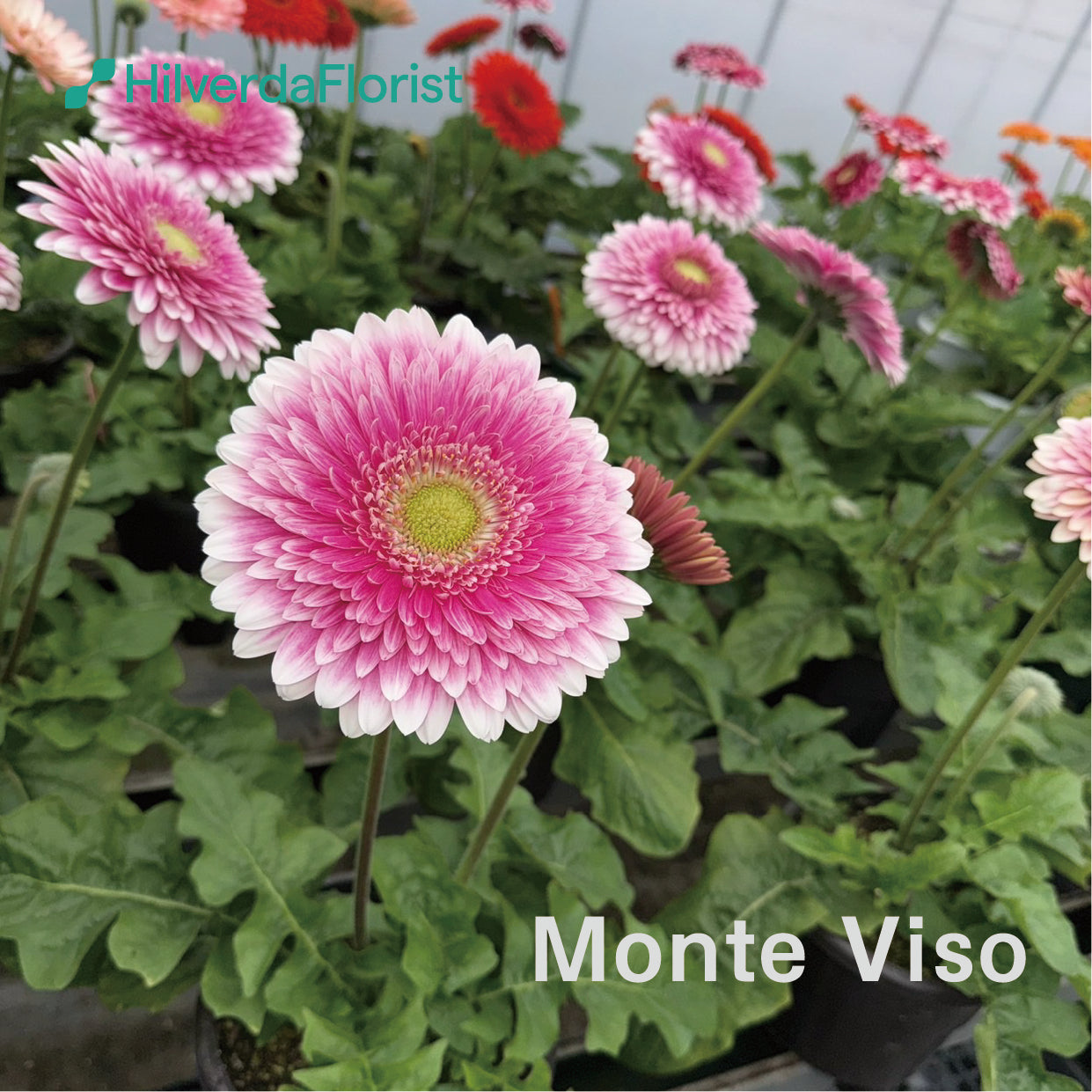 数量限定】大輪 パティオ ガーベラ (Patio Gerbera) 【6号サイズ