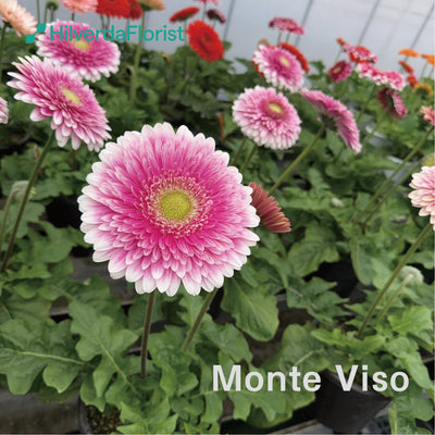 【数量限定】大輪 パティオ ガーベラ (Patio Gerbera) 【6号サイズ】【底面給水】【スリット鉢】