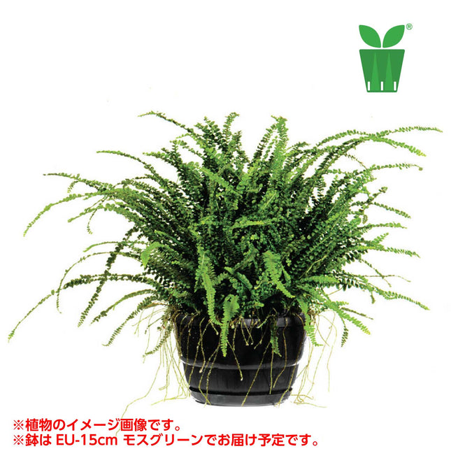 ネフロレピス ダッフィー Nephrolepis "Duffii"【5号サイズ】【花の海さん】【スリットプランツ】