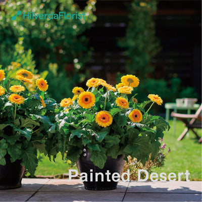 【数量限定】大輪 パティオ ガーベラ (Patio Gerbera) 【6号サイズ】【底面給水】【スリット鉢】
