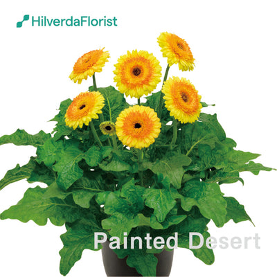 【数量限定】大輪 パティオ ガーベラ (Patio Gerbera) 【6号サイズ】【底面給水】【スリット鉢】