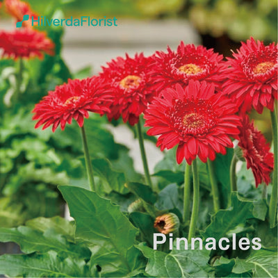 【数量限定】大輪 パティオ ガーベラ (Patio Gerbera) 【6号サイズ】【底面給水】【スリット鉢】