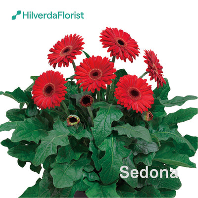 【数量限定】大輪 パティオ ガーベラ (Patio Gerbera) 【6号サイズ】【底面給水】【スリット鉢】