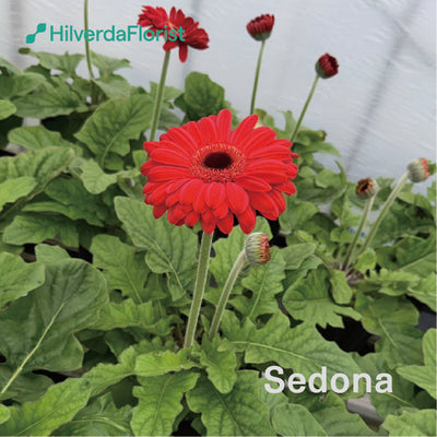 【数量限定】大輪 パティオ ガーベラ (Patio Gerbera) 【6号サイズ】【底面給水】【スリット鉢】