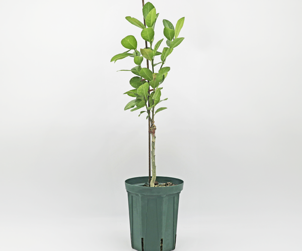 SweetLemonade5l-1.png?crop= SweetLemonade5l-1.png?crop=