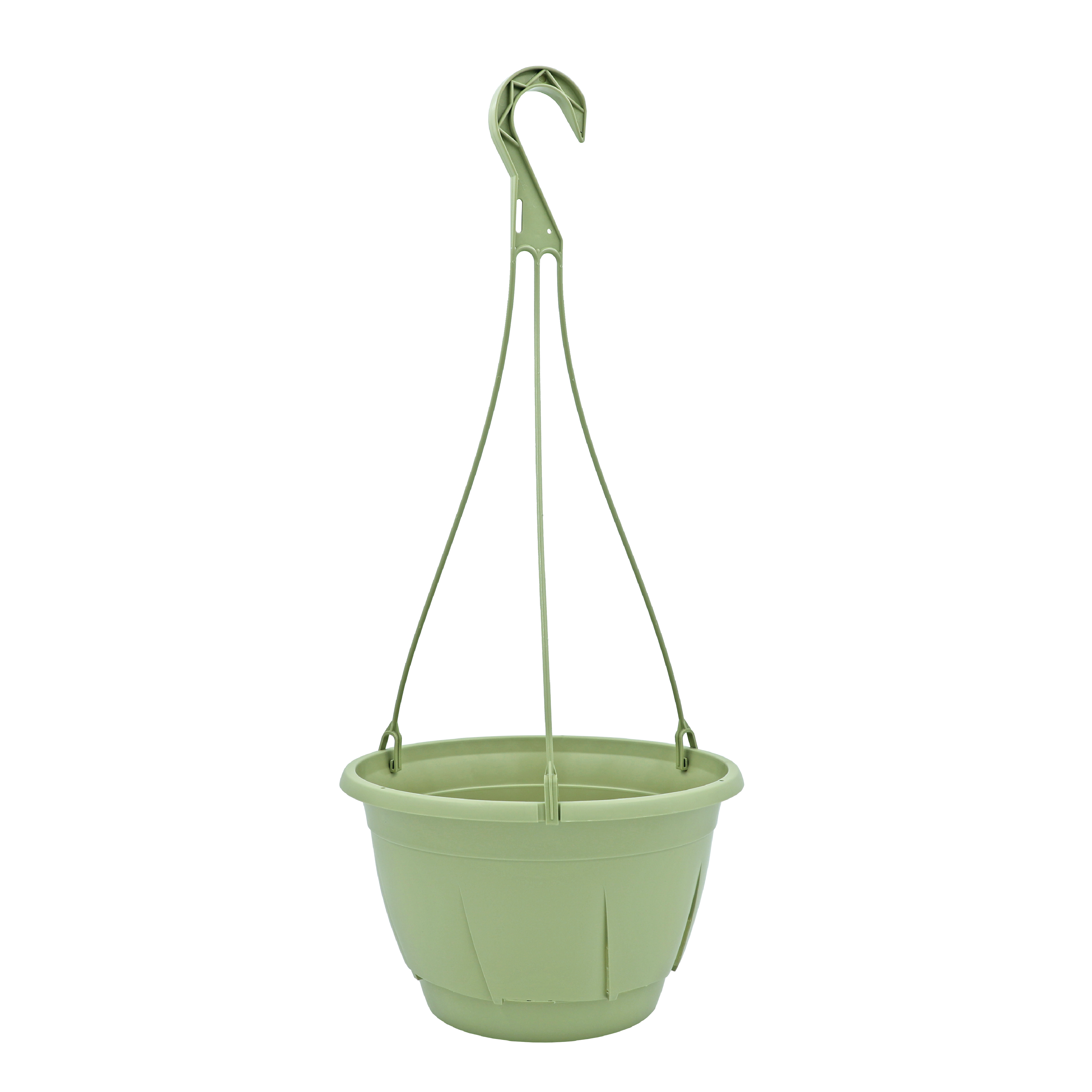アビウ鉢植え 特大 115cm 希少 29-2 アビウ鉢植え 特大 アビウ鉢植え 特大 115cm 希少 29-2 アビウ鉢植え 特大